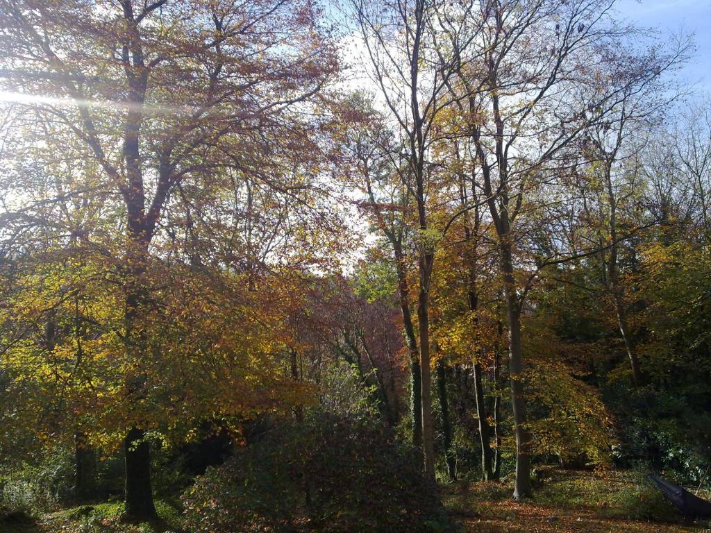 Woodland Views Bed and Breakfast Milton Abbas Buitenkant foto
